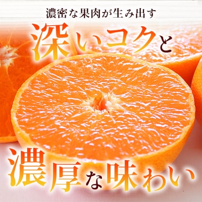 <せとか 約3kg 贈答用> 2~3L 10~12玉 柑橘 みかん laugh印 井上農園