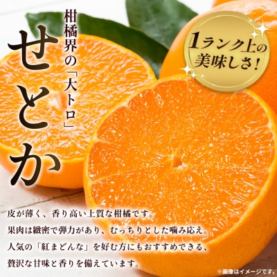 <せとか 約5kg 家庭用> 訳あり 不揃い 25玉前後 お試し  laugh印 井上農園