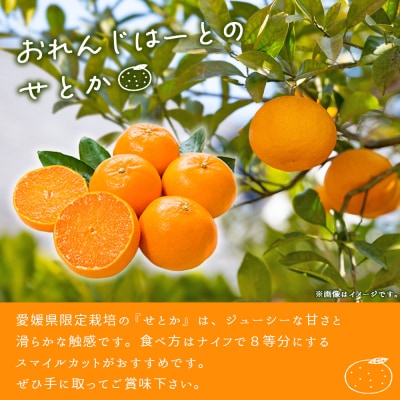 <せとか 家庭用 約2kg> 柑橘 みかん ミカン 蜜柑 果物 おれんじはーと 国産 大トロ