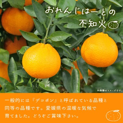 <不知火 家庭用 約2kg> 柑橘 みかん ミカン 蜜柑 果物 くだものおれんじはーと