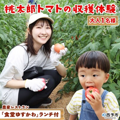 <桃太郎トマトの収穫体験(食堂ゆすかわのランチ付き)>トマト収穫 体験リコピンズ