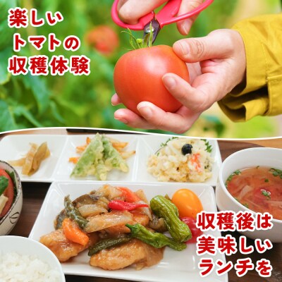 <桃太郎トマトの収穫体験(食堂ゆすかわのランチ付き)>トマト収穫 体験リコピンズ