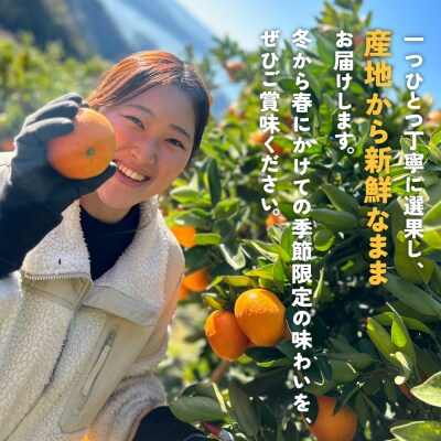 伊予柑 贈答用 約2.5kgギフト いよかん イヨカン 笑丸