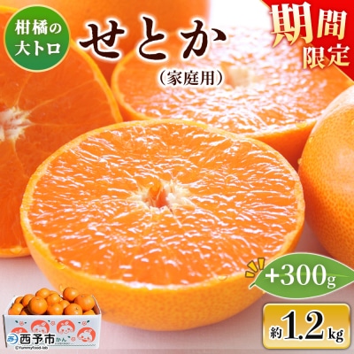 <せとか(家庭用)約1.5kg内容量 自宅用 訳あり ワケアリ 果物 高級柑橘 柑橘の大トロ 笑丸