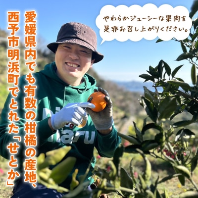 <せとか(家庭用)約1.5kg内容量 自宅用 訳あり ワケアリ 果物 高級柑橘 柑橘の大トロ 笑丸