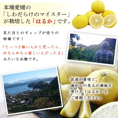 <愛媛県明浜産はるか(4kg)>　柑橘　特産品　果実　果物　フルーツ　西予市