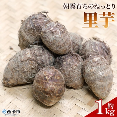 <朝霧育ちのねっとり里芋 約1kg>野菜 やさい さといも 