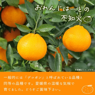<不知火 訳あり 約2kg> 柑橘 愛媛 果物 くだもの 訳アリおれんじはーと