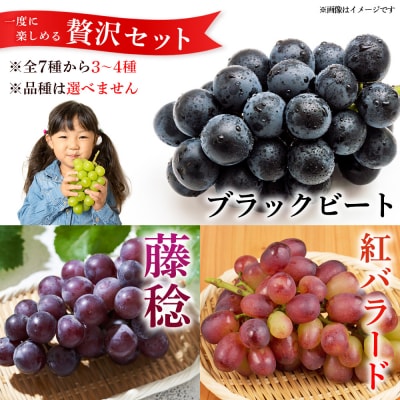 <西予の極上ぶどう極み彩り 約2kg> 果物 くだもの フルーツ ぶどう ブドウ 詰め合わせ