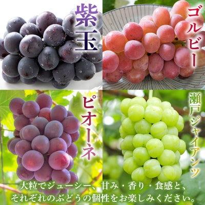 <西予の極上ぶどう極み彩り 約2kg> 果物 くだもの フルーツ ぶどう ブドウ 詰め合わせ