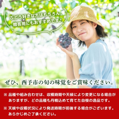 <西予の極上ぶどう極み彩り 約2kg> 果物 くだもの フルーツ ぶどう ブドウ 詰め合わせ