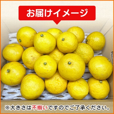 <愛媛県西予市産 ニューサマーオレンジ 家庭用 約2kg>渡江から一歩を踏み出す会