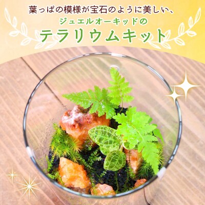<ジュエルオーキッドのテラリウムキット>コケ 苔 シダ インテリア ガーデニング 