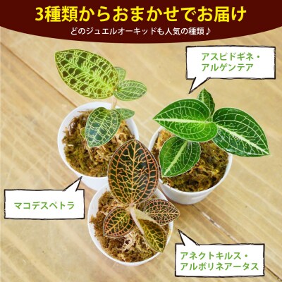 <ジュエルオーキッドのテラリウムキット>コケ 苔 シダ インテリア ガーデニング 