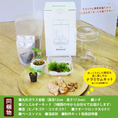 <ジュエルオーキッドのテラリウムキット>コケ 苔 シダ インテリア ガーデニング 