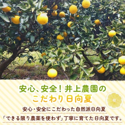 <自然派日向夏 ご家庭用 約5kg 内容量 日向夏 みかん 蜜柑>井上農園