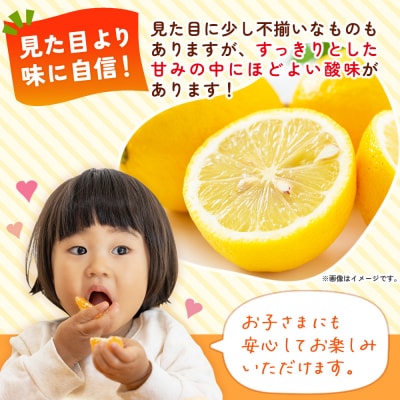 <自然派日向夏 ご家庭用 約5kg 内容量 日向夏 みかん 蜜柑>井上農園