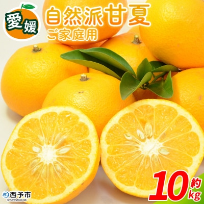<自然派甘夏 ご家庭用 約10kg>  明浜　みかん　井上農園