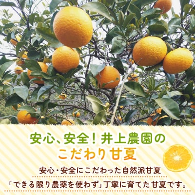 <自然派甘夏 ご家庭用 約10kg>  明浜　みかん　井上農園