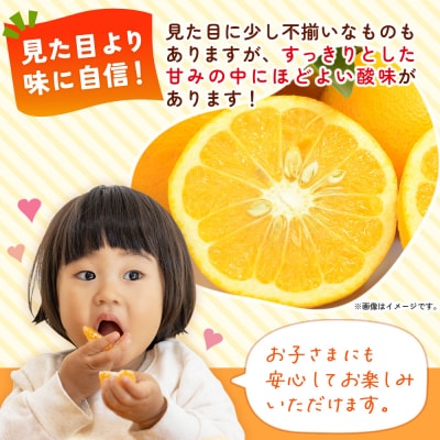 <自然派甘夏 ご家庭用 約10kg>  明浜　みかん　井上農園
