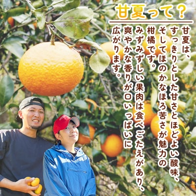 <自然派甘夏 ご家庭用 約10kg>  明浜　みかん　井上農園