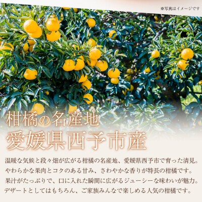 <秀品 清見 (L～2Lサイズ) 約5kg>愛媛 蜜柑 ミカン丸二青果