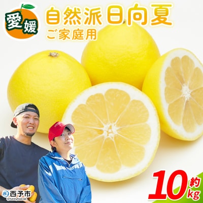 <自然派日向夏 ご家庭用 約10kg 内容量 日向夏 みかん 蜜柑>井上農園