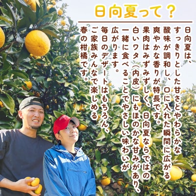 <自然派日向夏 ご家庭用 約10kg 内容量 日向夏 みかん 蜜柑>井上農園