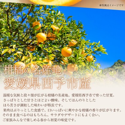 <訳あり 甘夏 (サイズ混合) 約10kg>あまなつ 愛媛 程よい酸味 丸二青果 