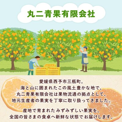 <秀品 甘夏 (M～2Lサイズ) 約10kg> あまなつ 愛媛 丸二青果 えひめ みかん