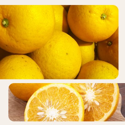 <訳あり サンフルーツ (サイズ混合) 約10kg>愛媛 蜜柑 ミカン丸二青果