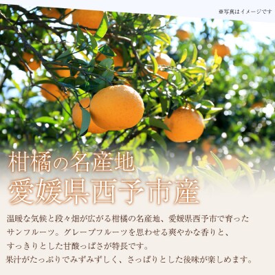 <秀品 サンフルーツ (L～3Lサイズ) 約10kg>果汁 愛媛 丸二青果 愛媛