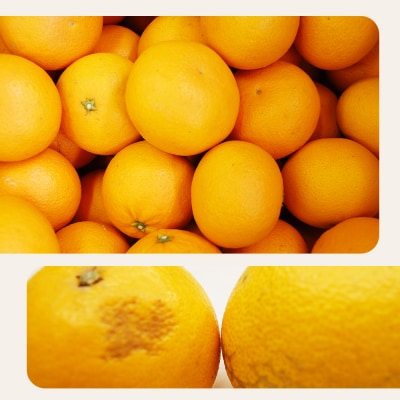 <訳あり 清見 (サイズ混合) 約10kg愛媛 蜜柑 ミカン 丸二青果 国産 きよみ