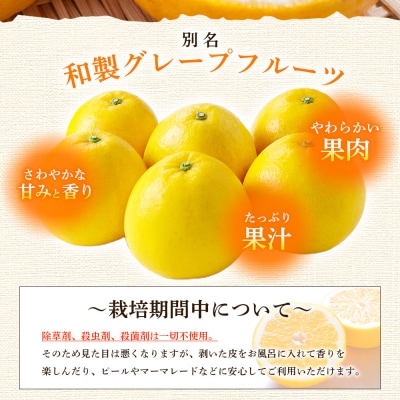 <愛媛県産 河内晩柑 約2.5kg>柑橘 みかん オレンジとムラサキ 愛媛