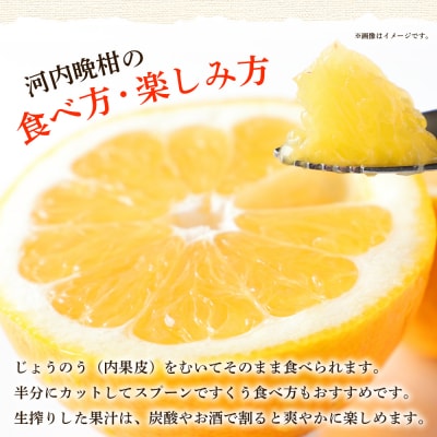 <愛媛県産 河内晩柑 約4.5kgM～2L> 農園オレンジとムラサキ 愛媛