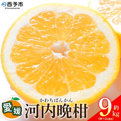 <愛媛県産 河内晩柑 約9kg>柑橘 みかん オレンジとムラサキ 愛媛