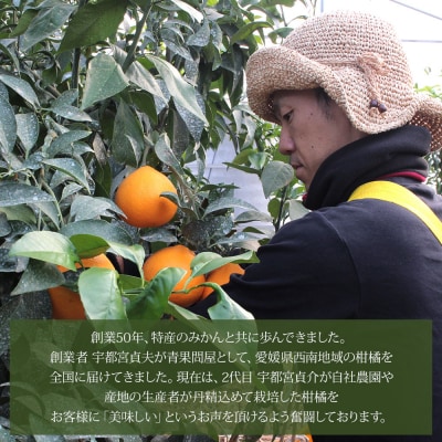 <愛媛県西予市産 ブラッドオレンジ 家庭用 豊作 サンキューパック 合計約4.9kg