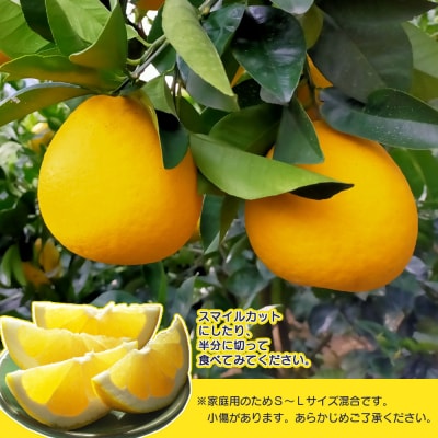 【感謝企画】先行受付<天晴晩柑(河内晩柑)家庭用 約1.5kg 笑丸 愛媛県 柑橘