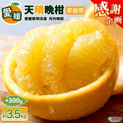 【感謝企画】先行受付<天晴晩柑(河内晩柑)家庭用 約3.5kg+300g笑丸 愛媛県 柑橘>