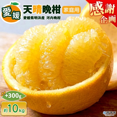 【感謝企画】先行受付<天晴晩柑(河内晩柑)家庭用 約10㎏+300g笑丸 愛媛県 柑橘>