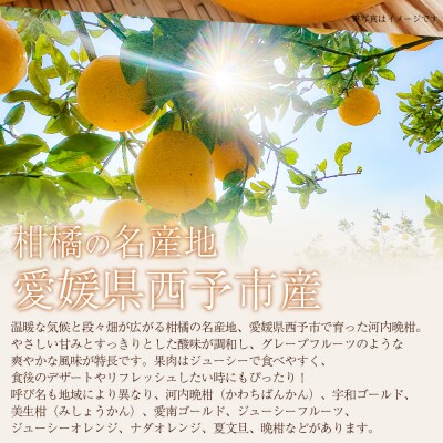 <秀品 河内晩柑 (L～3Lサイズ) 約7kg>かわちばんかん 愛媛 丸二青果