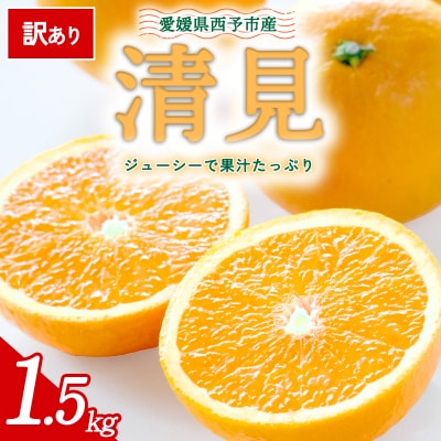 【先行予約】<訳あり 愛媛県産 清見 合計約1.5kg> 愛媛 ミヤモトオレンジガーデン