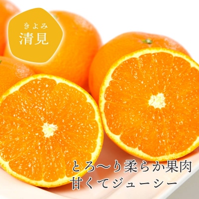 【先行予約】<訳あり 愛媛県産 清見 合計約1.5kg> 愛媛 ミヤモトオレンジガーデン