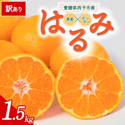 【先行受付】<訳あり 愛媛県産 はるみ 合計約1.5kg>愛媛 ミヤモトオレンジガーデン