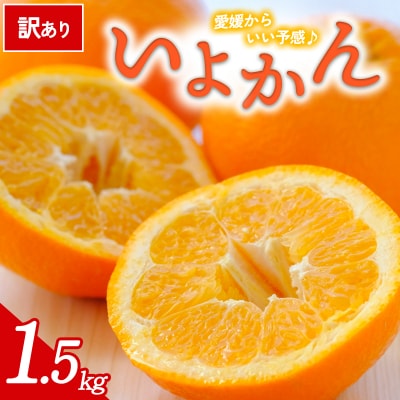 【先行受付】<訳あり 愛媛県産 いよかん 合計約1.5kg> 愛媛 ミヤモトオレンジガーデン
