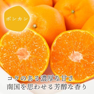 【先行受付】<訳あり 愛媛県産 ポンカン 合計約1.5kg> 愛媛 ミヤモトオレンジガーデン