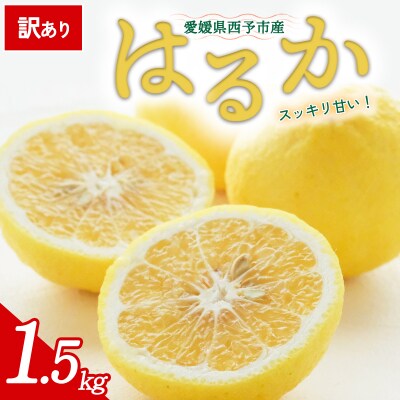 【先行受付】<訳あり 愛媛県産 はるか 合計約1.5kg> 愛媛 ミヤモトオレンジガーデン
