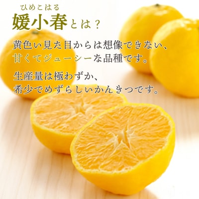 【先行受付】<訳あり 愛媛県産 媛小春 合計約1.5kg> 愛媛 ミヤモトオレンジガーデン