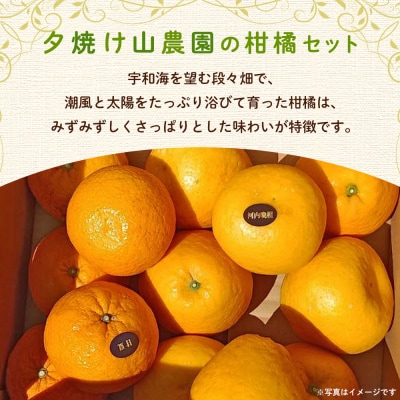 <愛媛県西予市産 さわやか柑橘セット 合計約3kg夕焼け山農園 明浜