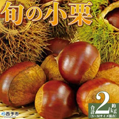 <旬の小栗 合計約2kg 愛媛県西予市産>宇都宮物産 愛媛